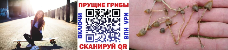 Псилоцибиновые грибы Psilocybe  где найти наркотики  нарко площадка наркотические препараты  Чебоксары 